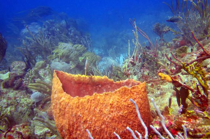 grenada-scuba-diving-holiday